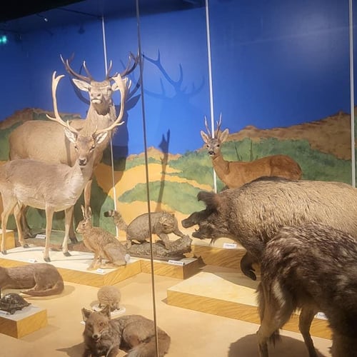Muséum D'Histoire Naturelle Perpignan 1