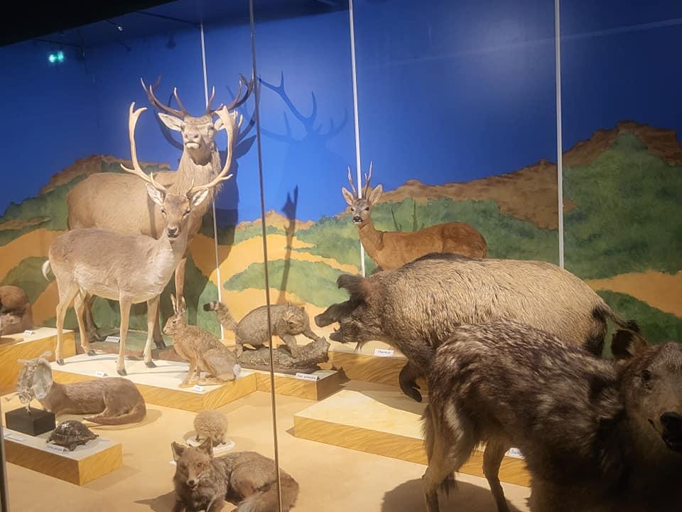 Muséum D'Histoire Naturelle Perpignan 1