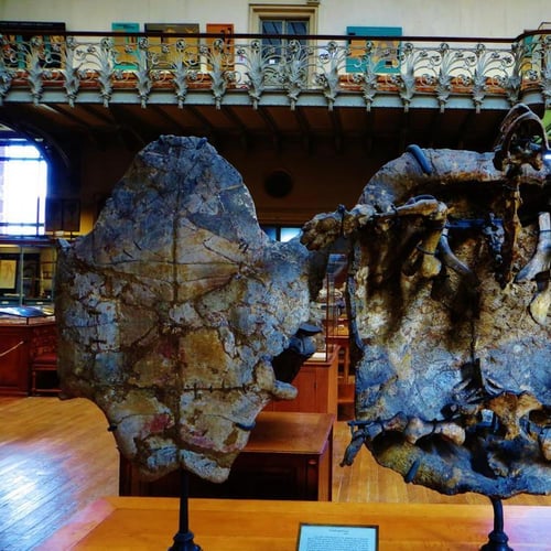 Muséum D'Histoire Naturelle Perpignan 3