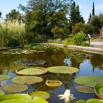 Visite libre de l'arboretum