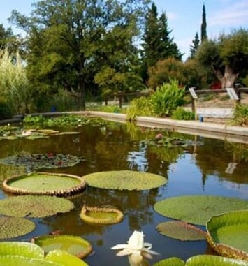 Visite libre de l'arboretum