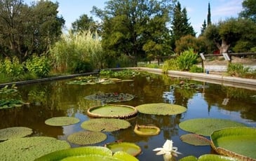 Visite libre de l'arboretum