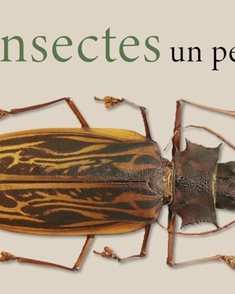 Les insectes, un peuple pas si minuscule