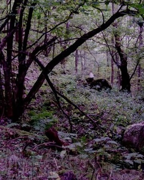Fragments de nature, exposition collective Arts 66