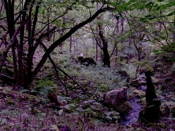 Fragments de nature, exposition collective Arts 66